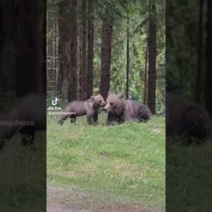 wild Romania 🇷🇴 transfagaraseanu 🐻 bears